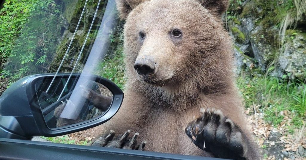 Bear safari on Transfăgărășan, the new offer from the catalogs of travel agencies. How much is the dangerous experience