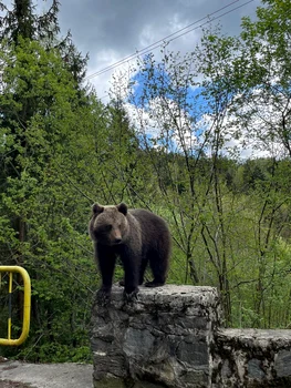 urs transfagarasan Review Tripadvisor 2 virginia s jpg