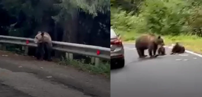 Bears surprised on Transfăgărășan