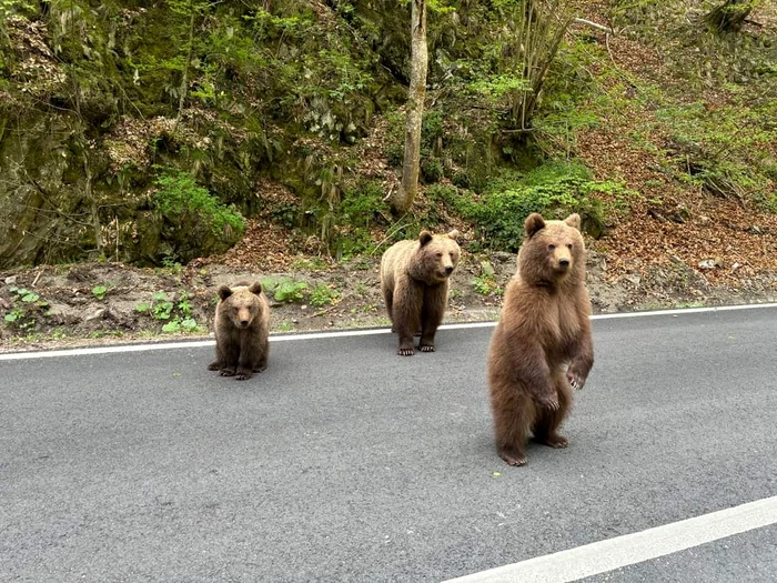 Bears beg for food on Transfăgărășan - Photo Montana Vidraru Association