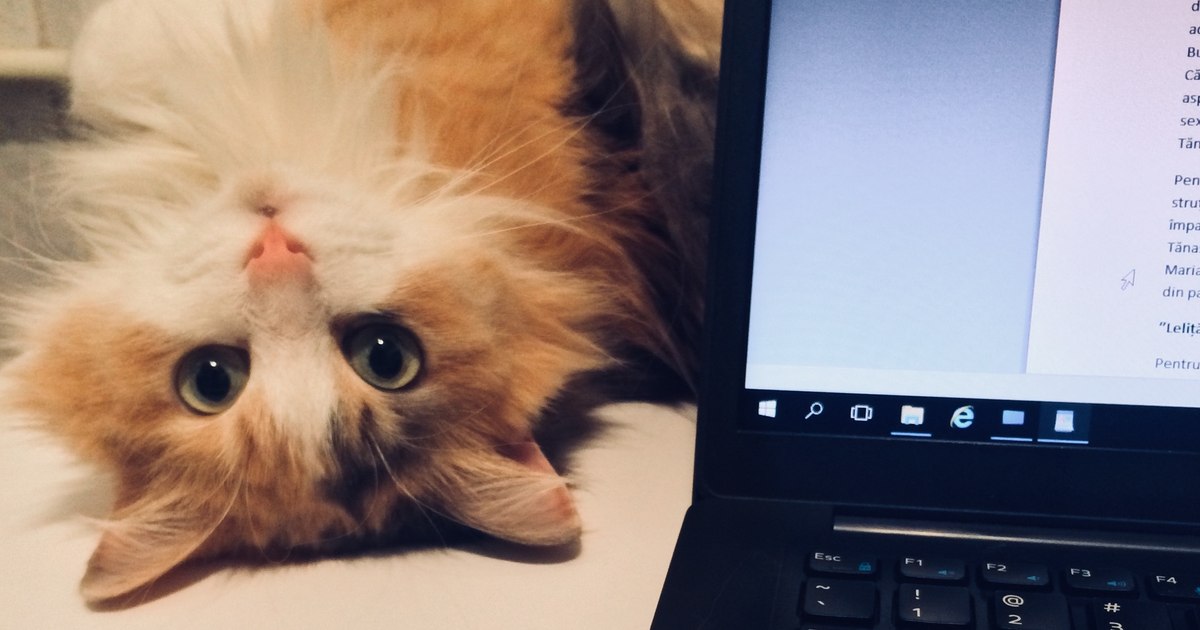 General culture test: Cats, cats! The world is full of cats