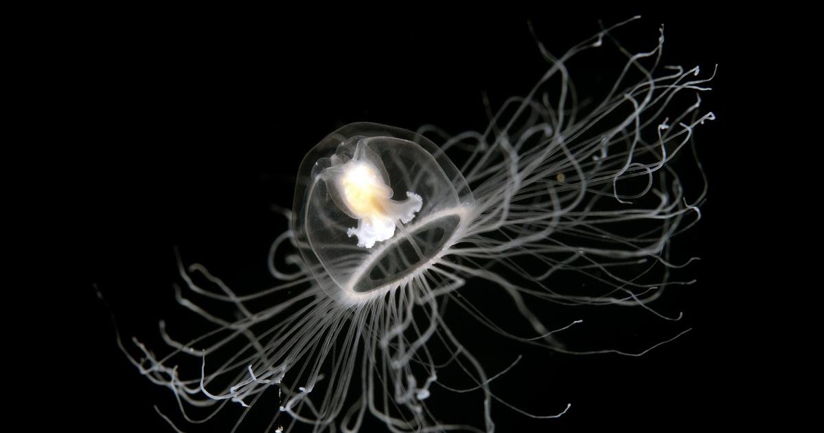 The Black Sea creature that rejuvenates when stressed