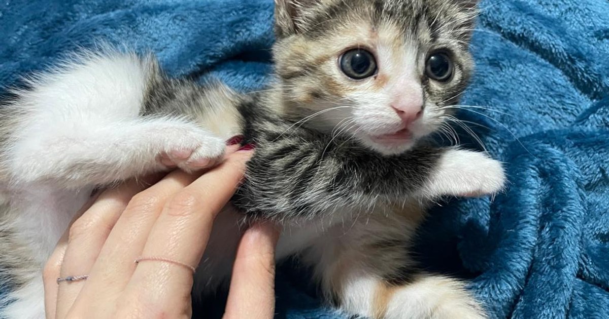 The fate of abandoned animals is in our hands – Here's how you can help!