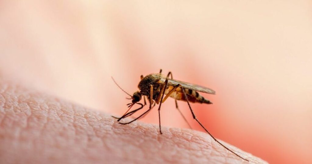 Two cases of West Nile in Bucharest and Mureș.  Alexandru Rafila: "We will certainly have more cases"