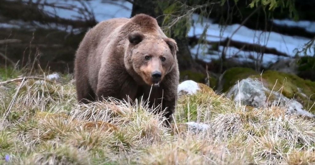 Video Retezatul, the mountain where bears feel at home, but avoid man. "They're still wild here" VIDEO