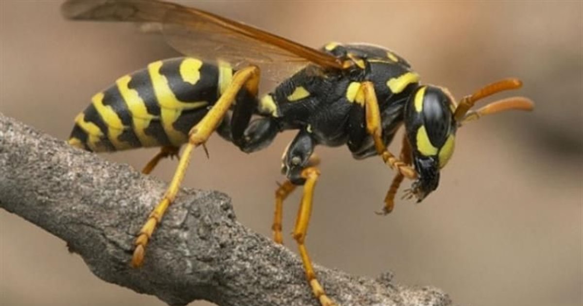 Wasp populations are in "dramatic decline", say experts. Why should we worry about this phenomenon?