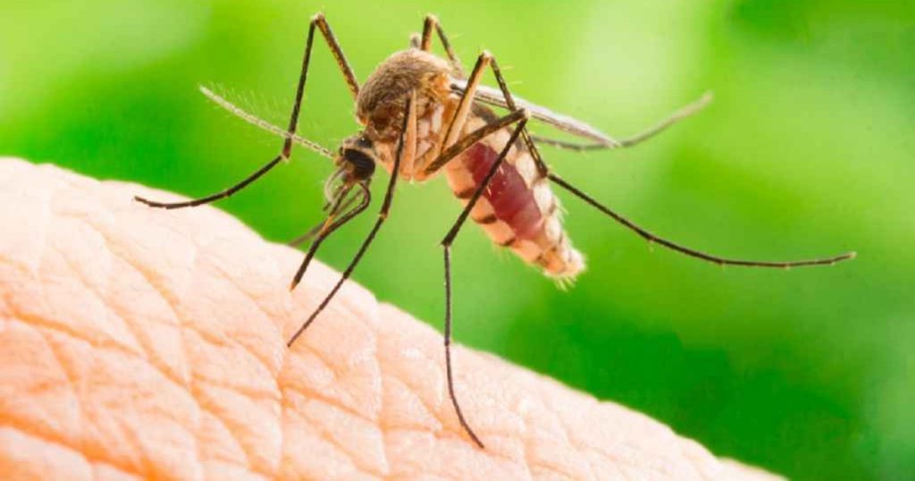 West Nile virus and the risk of severe forms. Dr. Craiu: "80% of those who are infected have no sign of illness!"