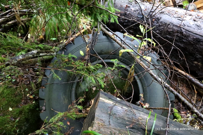 A forester tractor tire, lost on the bank of the Pietrele stream. Photo: Daniel Guță