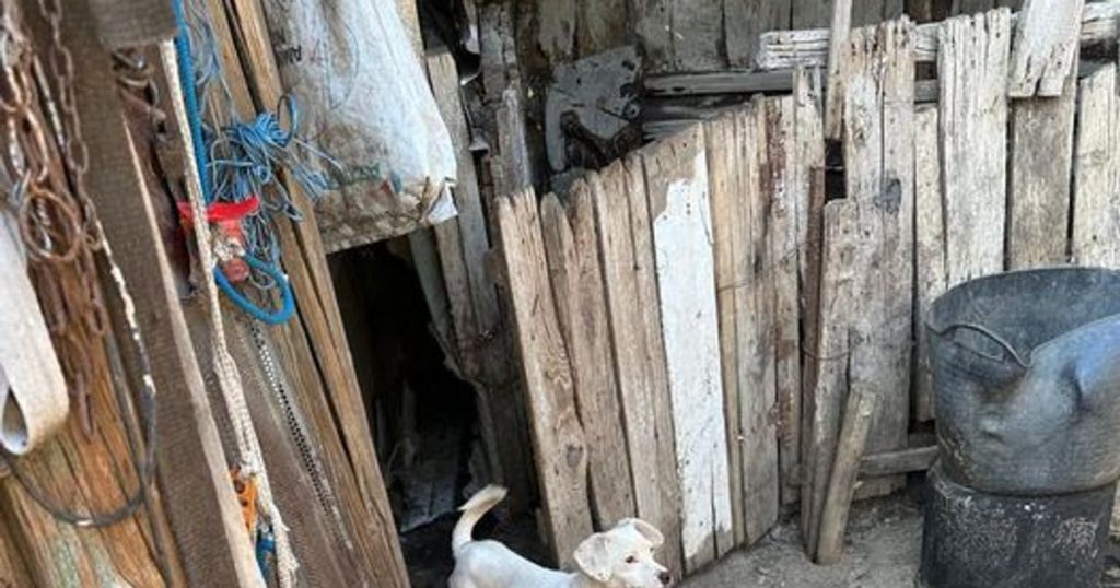 ANSVSA: All animals must be leashed so that they can be rescued in the event of flooding
