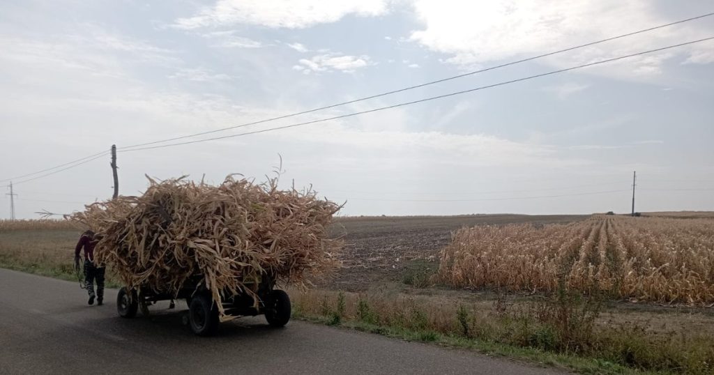 Romanian peasants end up buying grain from Ukrainians. Destroyed cultures drive them abroad or drive them into debt