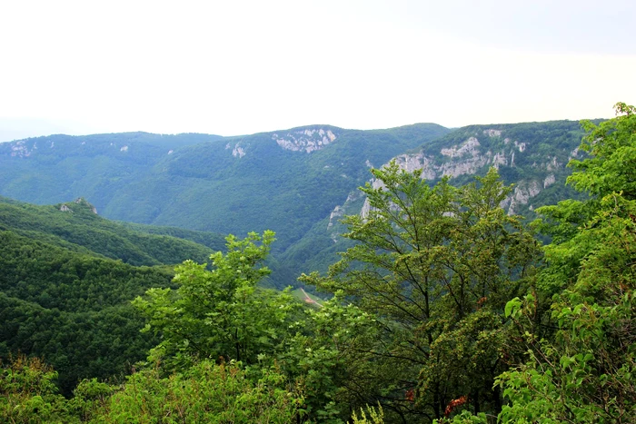 tecuri. Photo: Baru / Facebook