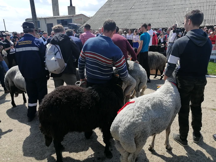Karakul rams from Botoșani PHOTO the truth