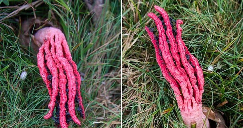"Devil's Fingers" photo. Rare fungus that smells like rotting flesh and looks like a 'hand coming out of a grave'