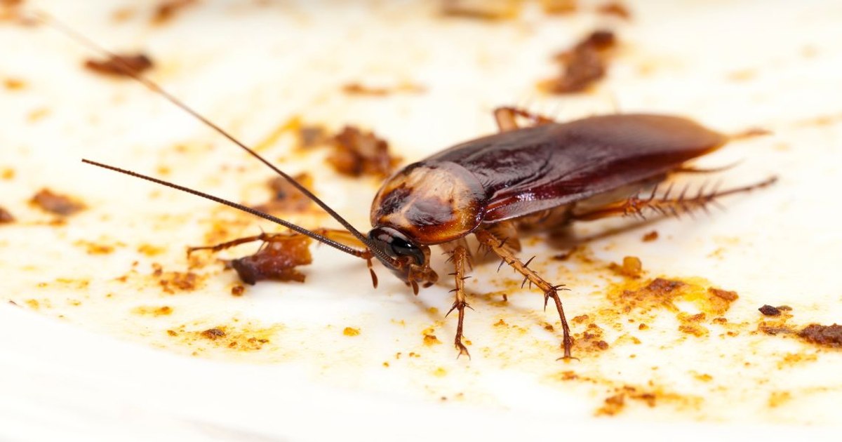 Dozens of kindergartens closed by ANPC. What the inspectors found in the kitchens