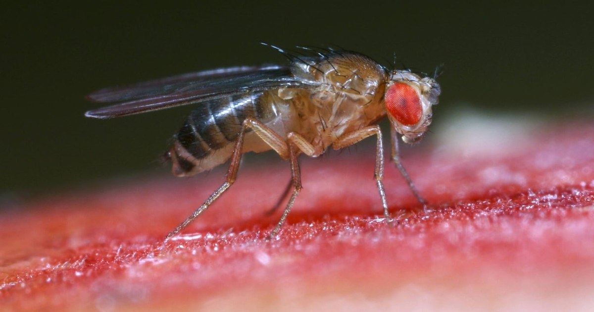 Scientists have studied and mapped the brain of a fruit fly. "The males sing to the females, court them and follow them"