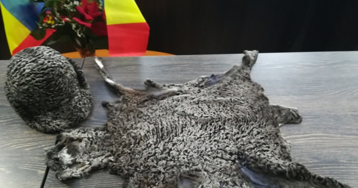 The sheep with skins unique in the world, Ceaușescu's favorite. It was created at one of the most important zootechnical research institutions