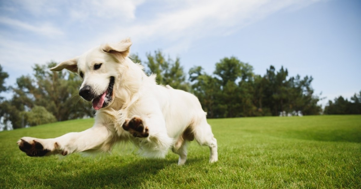 Vaccine for the reversible sterilization of dogs. "An injection is much easier"