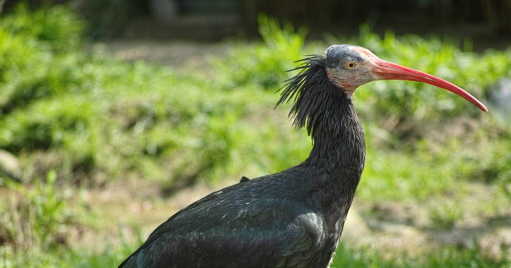 Video A bird that has been missing for 300 years in Europe has been spotted in a region of France. Researchers are trying to unravel the mystery