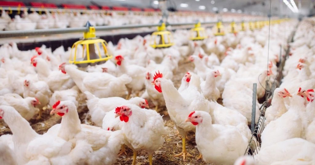 Bird flu virus detected for the first time in Canada. Who is the patient?