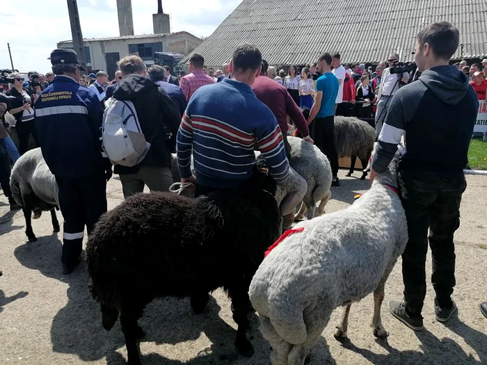 karakul rams PHOTO The truth