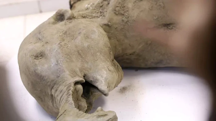 Mammoth baby PHOTO: Getty Images