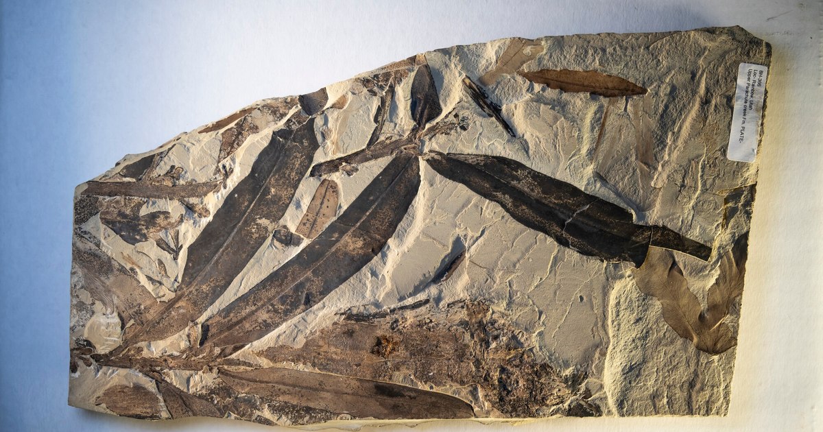 A 47-million-year-old plant fossil is puzzling scientists. It cannot be placed in any existing or extinct family on Earth