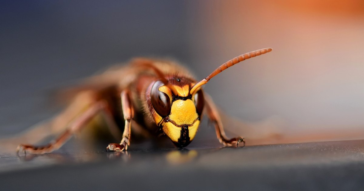Giant wasps first appeared in Europe. They are extremely aggressive and can be a danger to humans