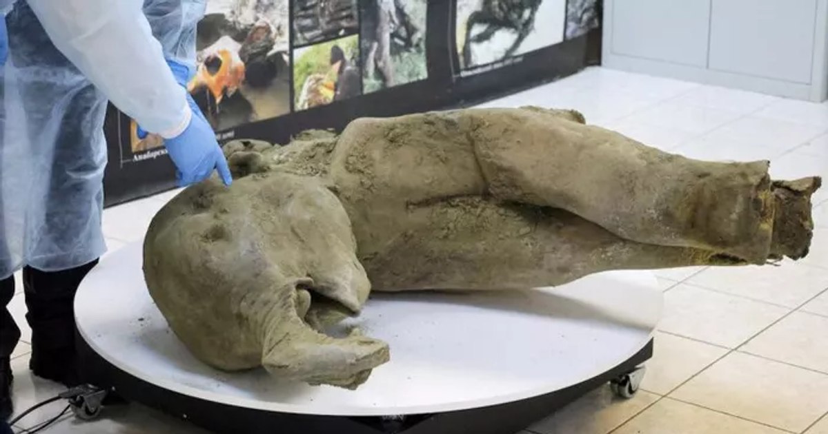 Russia's 'best-preserved' baby mammoth ever found. The discovery is "remarkable", say scientists