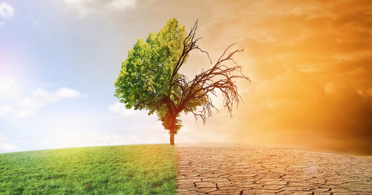 The World Health Organization warns: malaria, dengue fever and cholera, the new diseases of the future