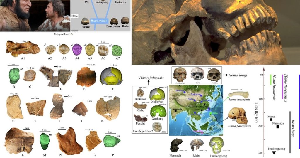 The mystery of the ancestors with gigantic heads and brains - the Julurens. Discovery of an 'extinct' species that changes history