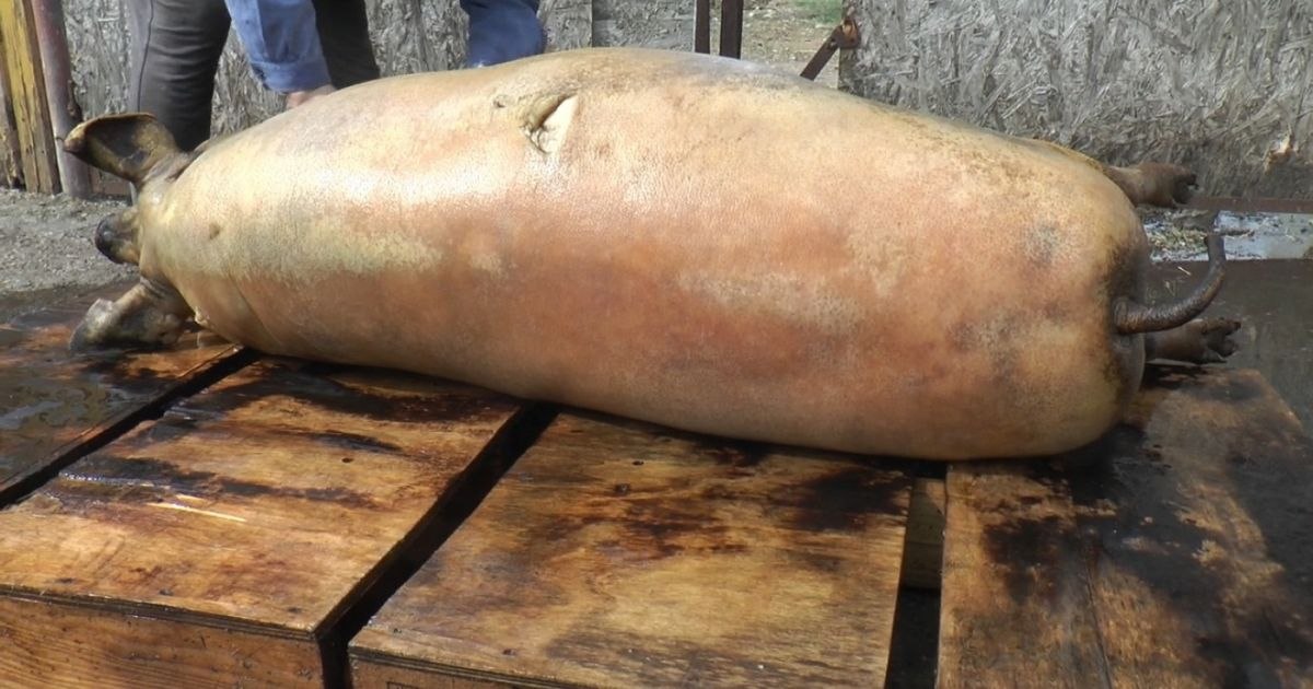 Video How much does the exam that protects you from trichinellosis, a serious disease, cost. "Pig lives with 4 million maggots in it and shows no signs"