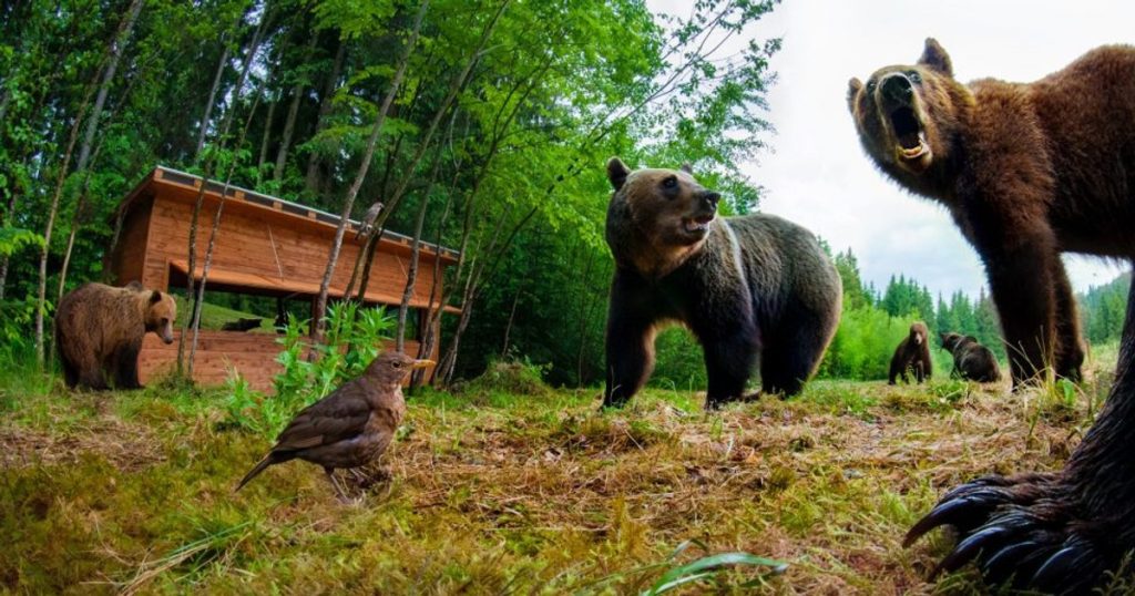 Video When bears attack. Footage of the most shocking encounters between man and bear
