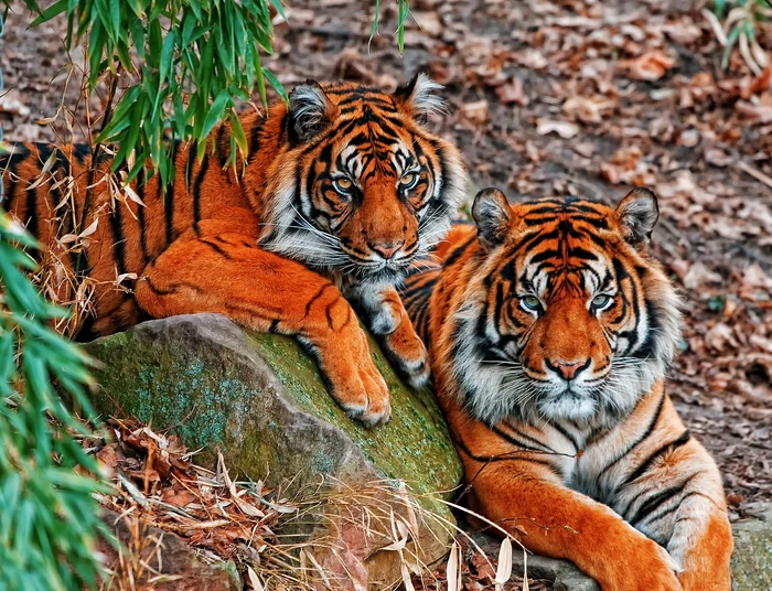 The Indian jungle hides tigers and leopards in its depths. PHOTO: Pixabay