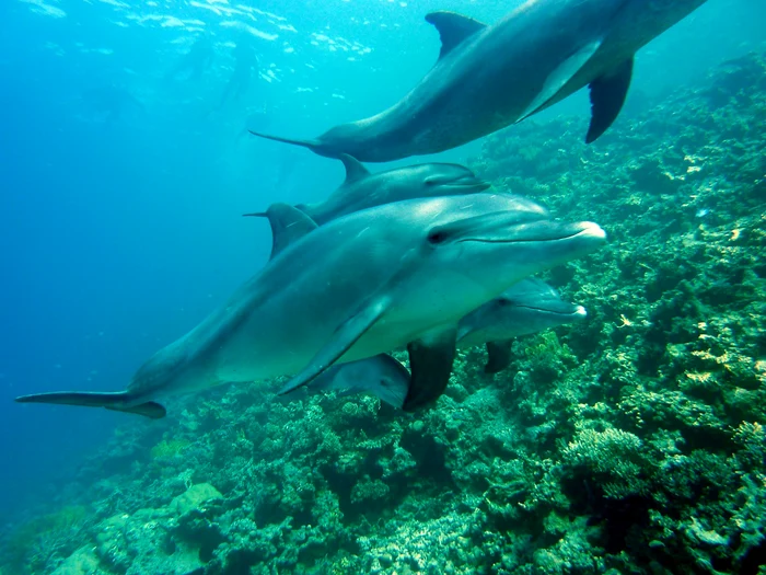 Dolphins can be frequently seen off the coast of Mexico. PHOTO: Pixabay