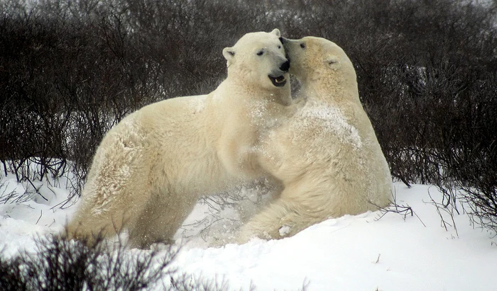 Polar bears can be found in the tundra of northern Canada. PHOTO: Pixabay