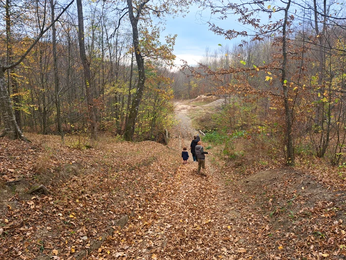 Through the yew reserve at Tudora PHOTO Cosmin Zamfirache