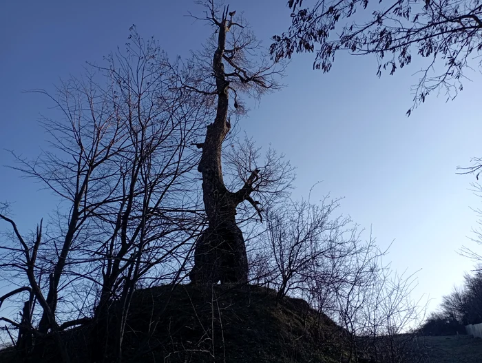 Coroi's oak on Holm PHOTO Cosmin Zamfirache