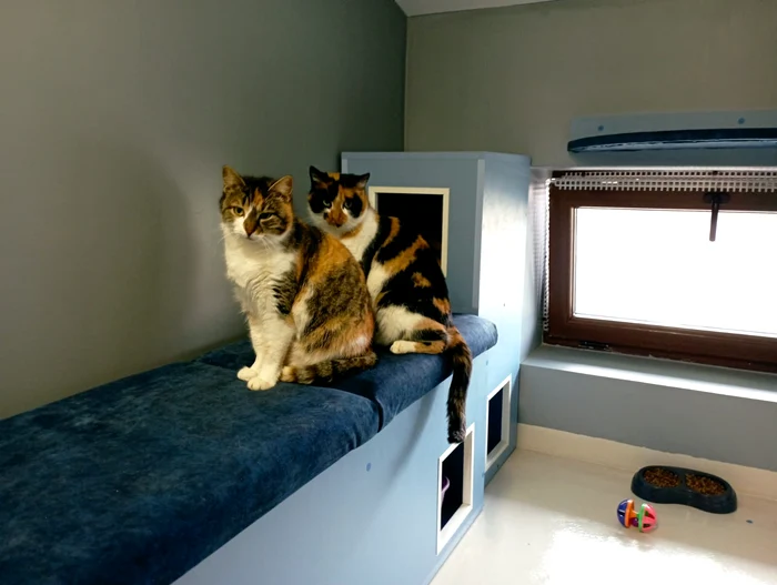 The cats in the cafe PHOTO Cosmin Zamfirache