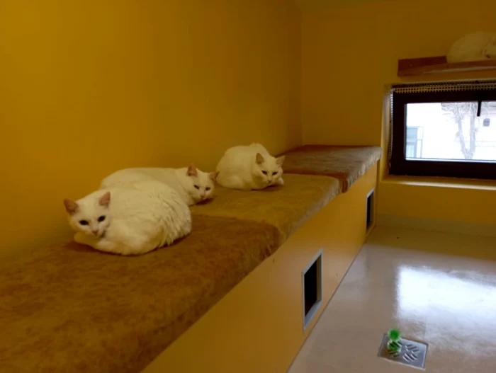 The family of white cats found in the garbage PHOTO Cosmin Zamfirache