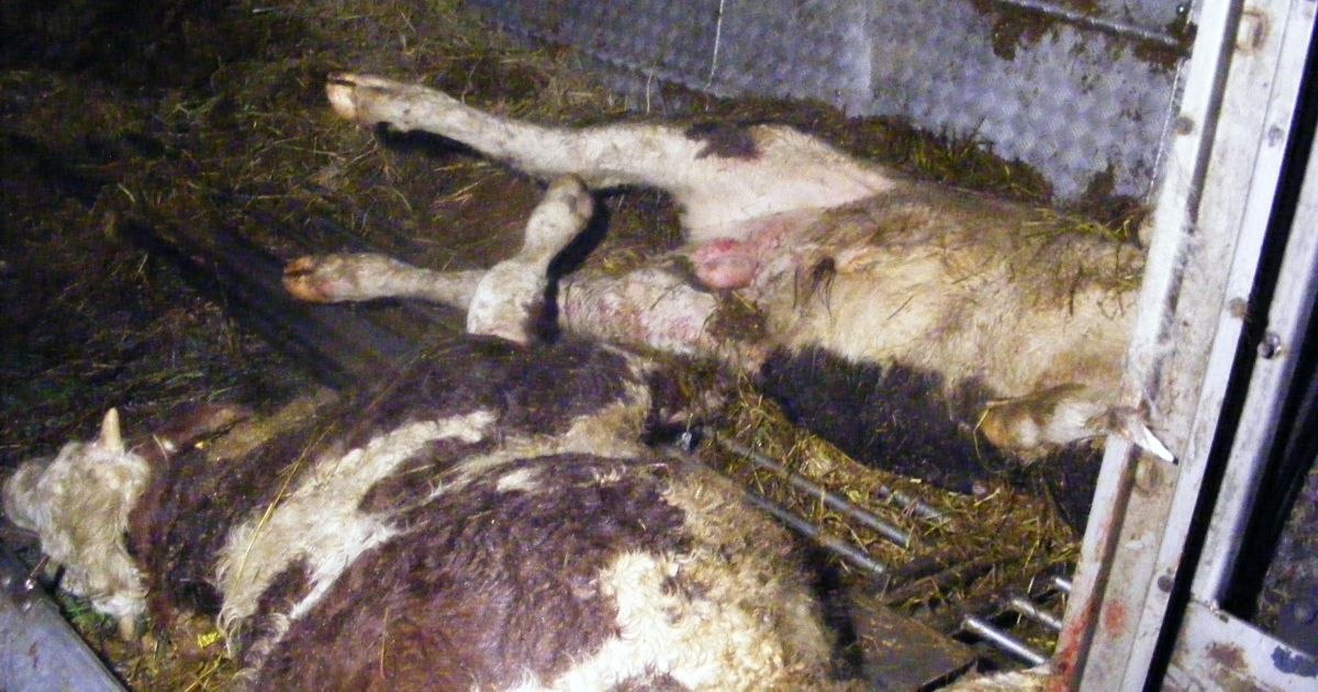 An outbreak of foot-and-mouth disease in animals in Germany puts Romanian authorities on fire. ANSVSA recommendations