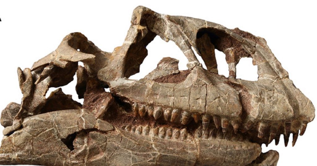 Giant 200-million-year-old dinosaur skull discovered in China for the first time