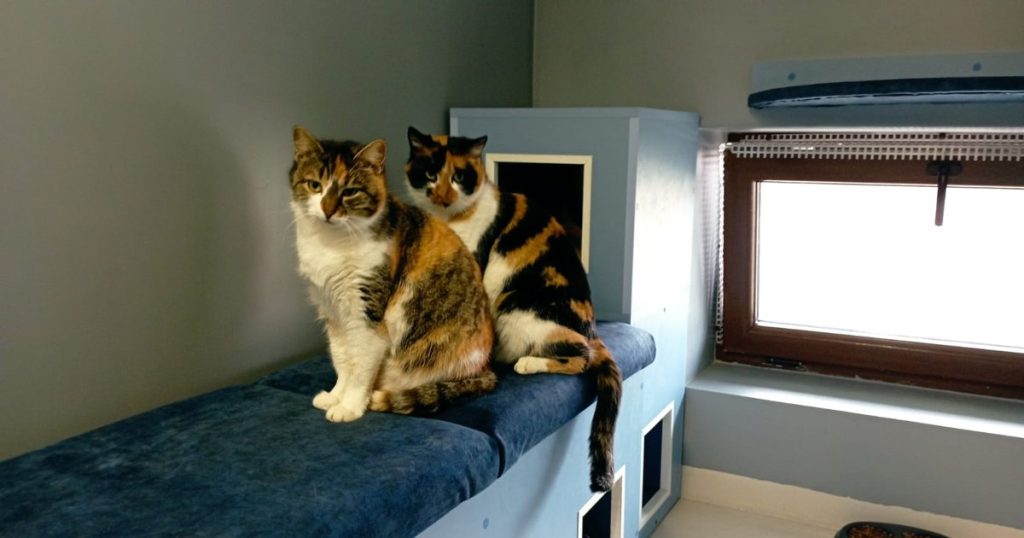Photo The place where people do therapy with cats. "I come out a different person, it's like I'm taking my worries away"