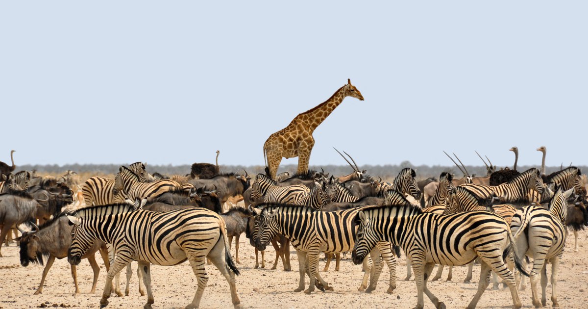 The hottest tourist destinations of 2025 for Safari and wildlife lovers