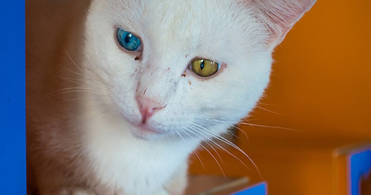 Video Unique cats in the world, with different eyes and love of water, which will amaze you. where i live