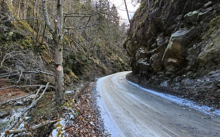 Forest road from Via Transilvanica. Photo: Daniel Guță. TRUTH