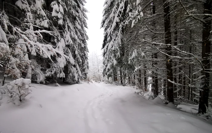 Snow -covered path, via Transilvanica. Photo: Daniel Guță