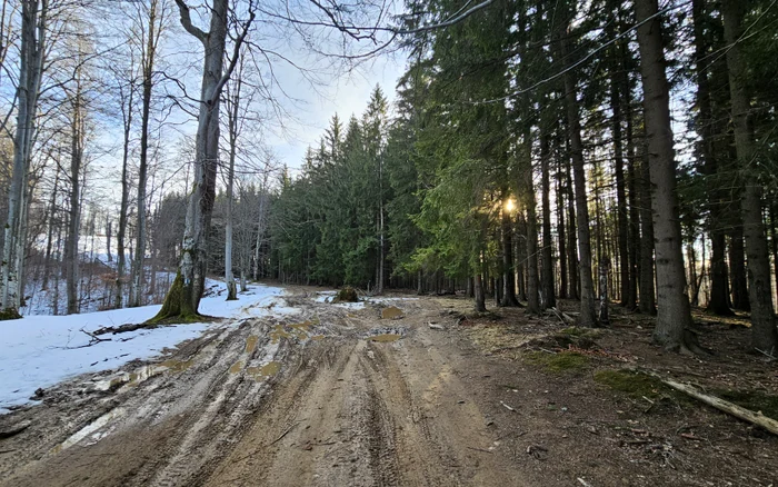 The road to the Poiana man. Via Transilvanica. Photo: Daniel Guță
