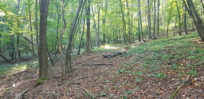 Potra at workouts in the woods. Photo: personal archive