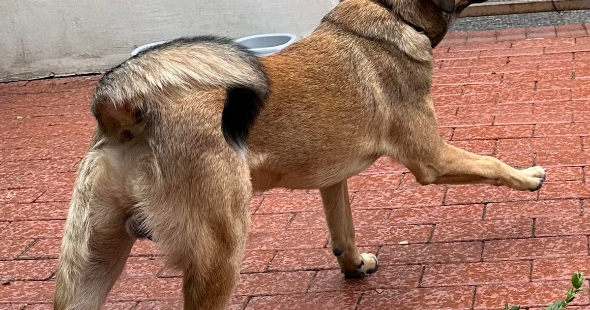 Generous reward for finding a dog. "1000 euros to the one who finds it" or a much higher one for a social case