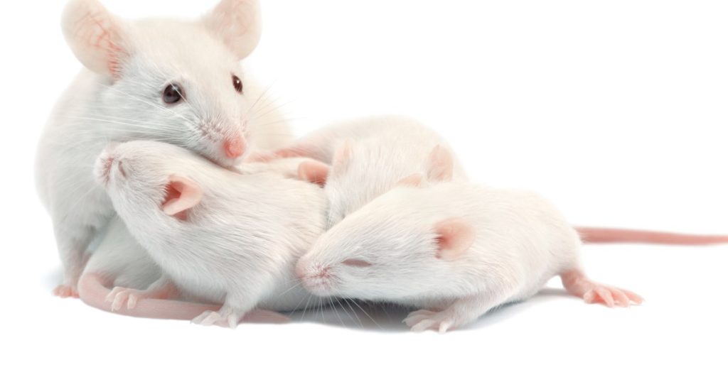 The mice were created with two male parents. What geneticists say about the extension of the experiment to people